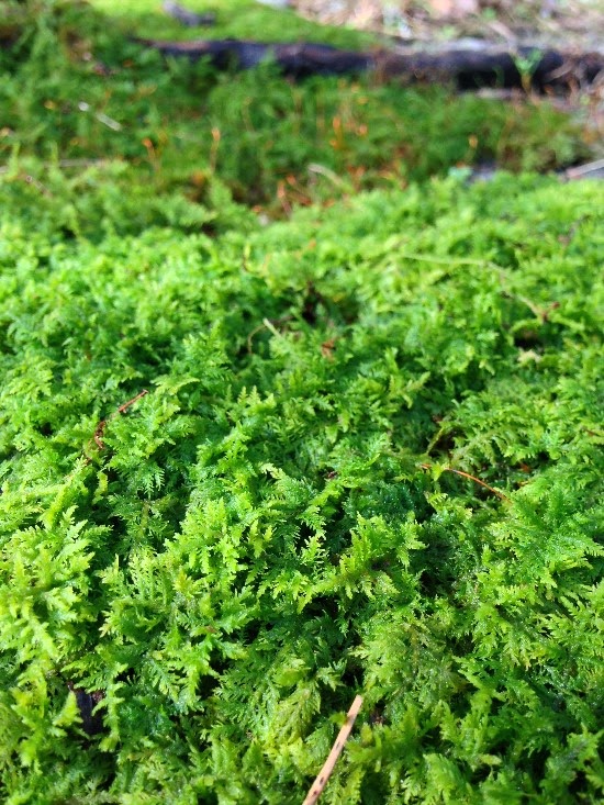 The Rainforest Garden: How to Plant Moss - And Why You Should